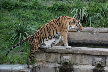Tigre