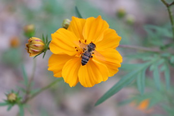 Bee on flower