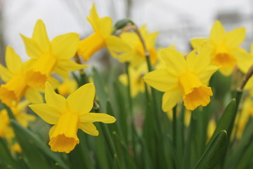 daffodils in the garden
