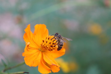Bee on orange flower