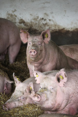 Domestic pigs living in rural animal farm