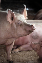Extreme closeup photo of domestic pig sow © acceptfoto