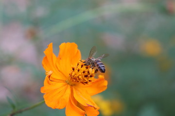 Bee on orange flower