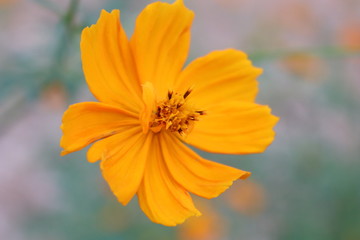 Orange Flower
