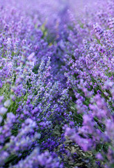 Vibrant violet lavender field background