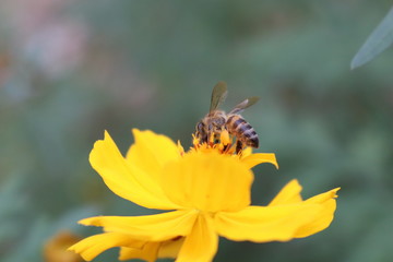 Bee on flower