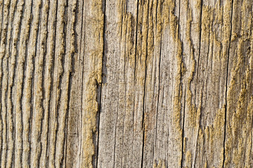 cracked knotted weathered old wooden surface, macro