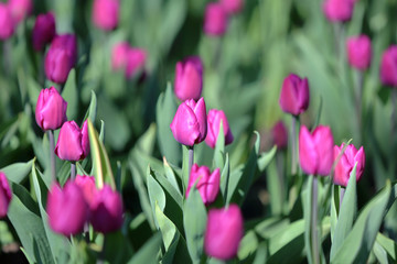 Fototapeta premium Bright spring flowers bloomed in a botanical garden