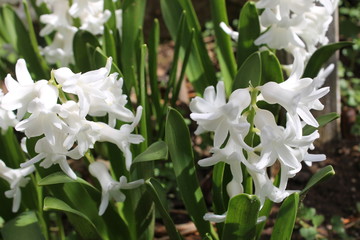 lily of the valley