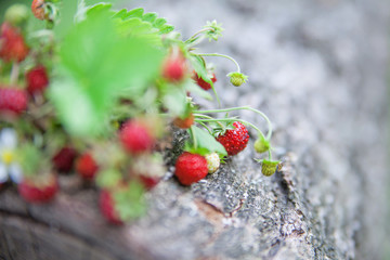 Branches of fresh wild wild strawberry on old wood of a log. Healthy natural food. Ekolonicheski clean products