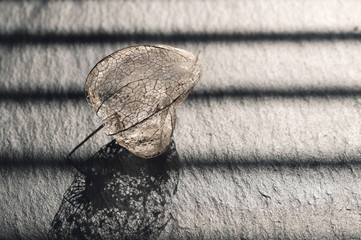 Empty but beautiful physalis skeleton glowing in the sunshine