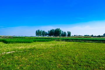 beautiful green fields of wheat in punjab pakistan ,landscape with blue sky in background.