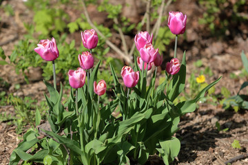 Obraz na płótnie Canvas Bright spring flowers bloomed in a botanical garden