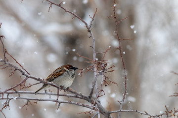 Sparrow in the Snow