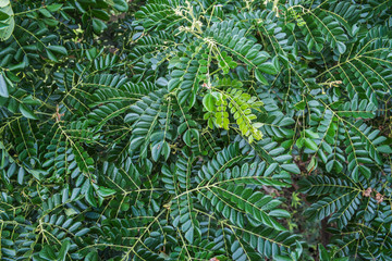 Natural dark green glossy leaves on trees in the forest.