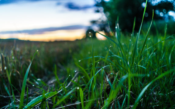 Tautropfen auf Gras
