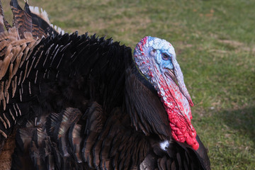 Turkey bird