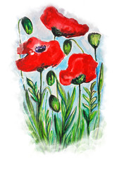 Beautiful red poppy flowers watercolor illustration