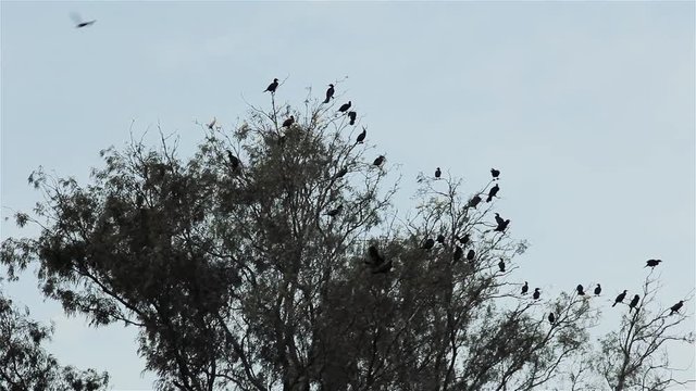 Many Black Birds Perched On Tree Top In Woods.