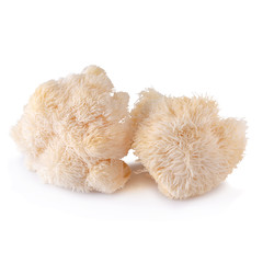 Yamabushitake mushroom or lion mane mushroom isolated over white background.