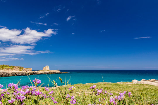 Archaeological site and tourist resort of Roca Vecchia, Puglia, Salento, Italy. Turquoise sea, clear blue sky, rocks, sun. The sixteenth-century lookout tower. Purple flowers in the foreground.