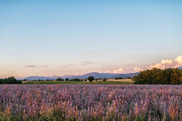 Obraz na płótnie Canvas Valensole Plateau. Alpes-de-Haute-Provence, France. Summer flower of beautiful blooming vivid purple woodland sage flower on the Alps background. Summer sunrise nature landscape. Travel concept.