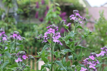 purple flowers in the garden