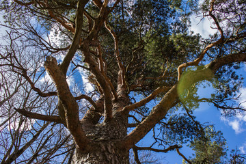 Branching old tree in the park of Lappeenranta, Finland from below in the bright sunshine with blue sky and small clouds above on the background. An ancient tall tree in the finnish park.