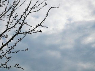 Silhouettes of branches of trees that have not dissipated against the background of cloudy sky