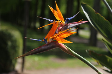 Colorful flower Bird of paradise - Strelitzia Reginae
