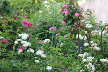 flowers in garden