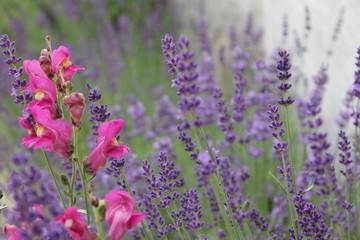 field of purple flowers