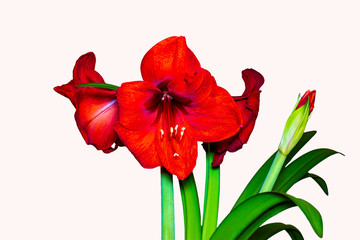 Fototapeta premium czerwony kwiat na białym tle