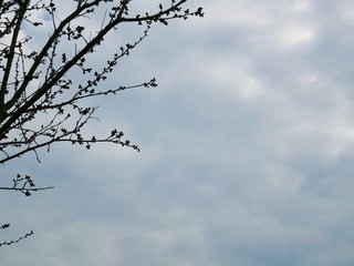 Silhouettes of branches of trees that have not dissipated against the background of cloudy sky