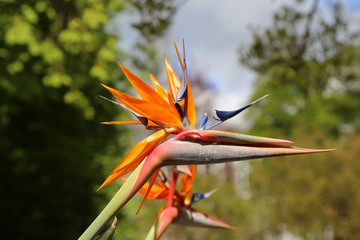 Colorful flower Bird of paradise - Strelitzia Reginae
