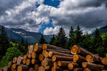 Wooden logs of pine woods in the forest, stacked in a pile in Swiss Alps. Freshly chopped tree logs...
