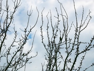 Siblings (bird) on a branch of a tree that did not disperse against the background of the cloudy sky
