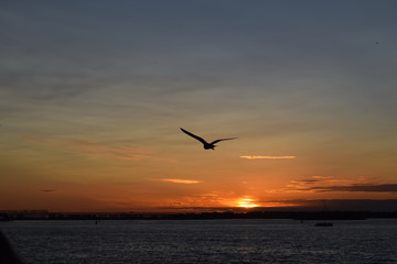 Fototapeta na wymiar Gull on sunset background