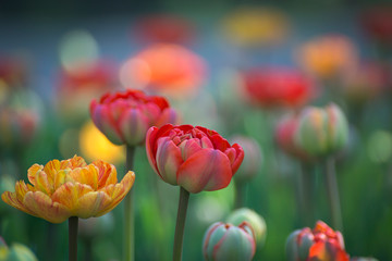 Buds of rose tulips with fresh green leaves in soft lights at blur background with place for your...