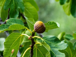 One fig with figleaf - Ficus carica