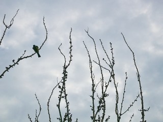 Siblings (bird) on a branch of a tree that did not disperse against the background of the cloudy sky