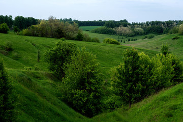 Fototapeta na wymiar The hills in the spring grass.