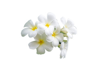 Frangipani flowers isolated on white background with clipping path