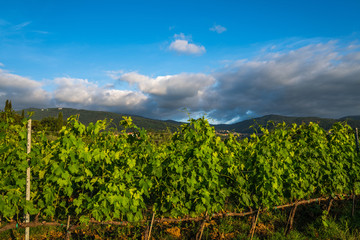 Fototapeta na wymiar Large vineyard plantation under beautiful sunset light. Agri tourism tour of Tuscany. Enjoy travel visiting vineyard site. Wine production region.