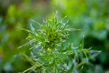 Cirsium vulgare with prickly lionfish on a stalk. Closeup of sheets with spikes at the ends. Green plants on a sunny day in summer on meadow.
