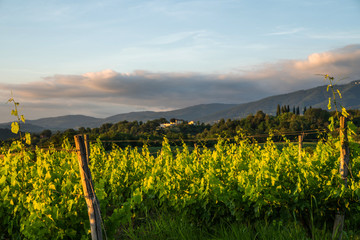 Large vineyard plantation under beautiful sunset light. Agri tourism tour of Tuscany. Enjoy travel visiting vineyard site. Wine production region.