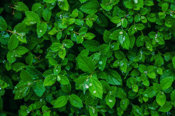Fototapeta na wymiar Green fresh leaves with water drops background