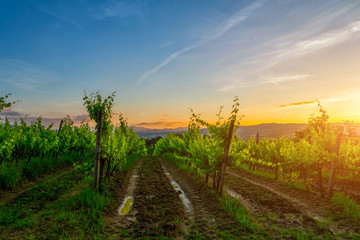 Fototapeta premium Traditional countryside and landscapes of beautiful Tuscany. Vineyards in golden colors and cypresses. Italy.