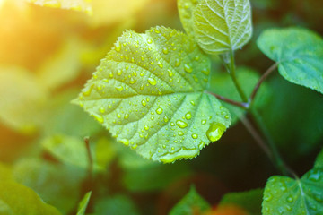Young spring leaves with rain drops in sun flare