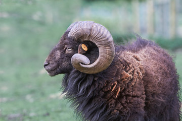 Profile of male ouessant sheep with big horns in the meadow